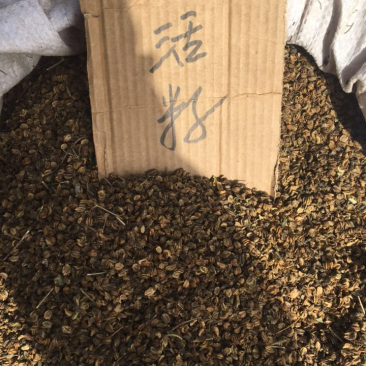 羌活种籽