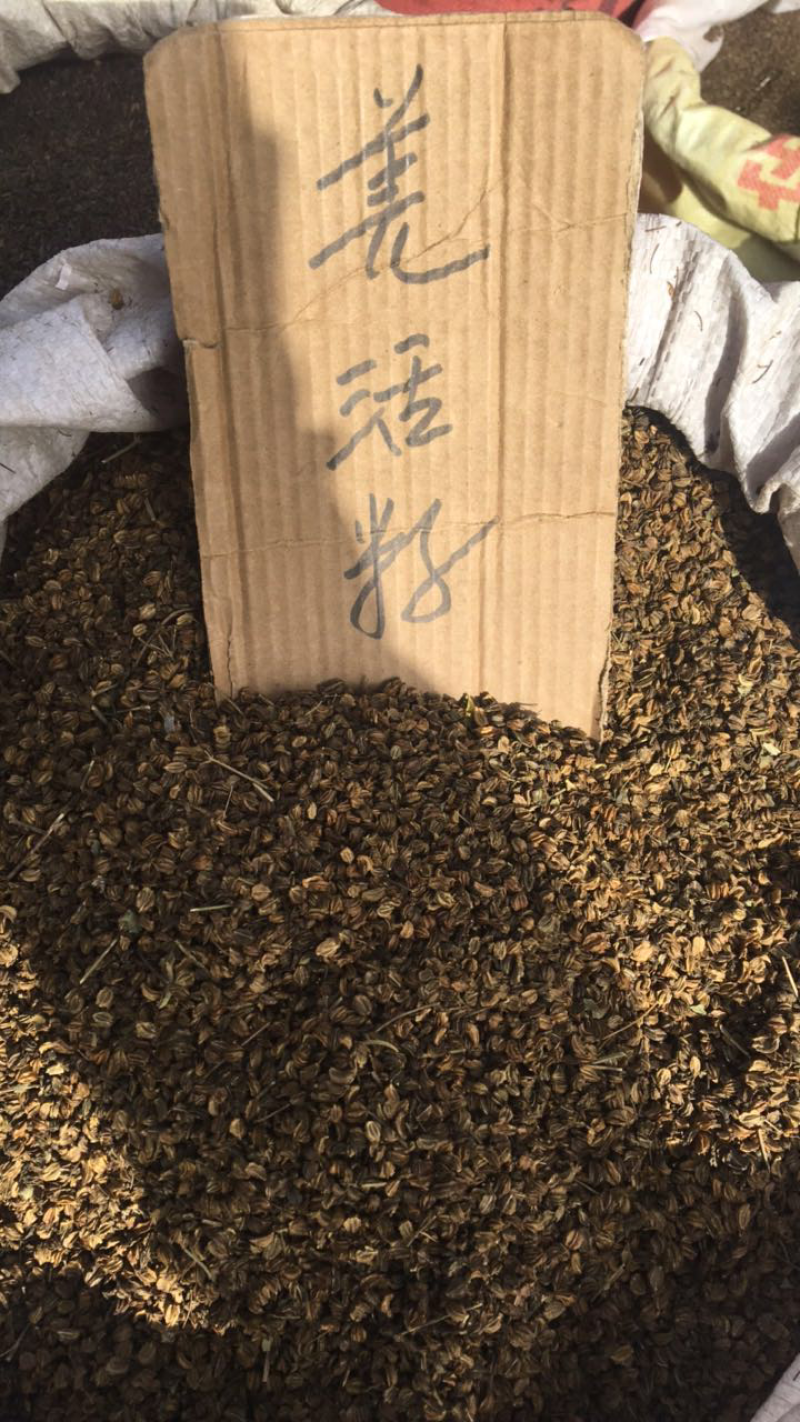 羌活种籽