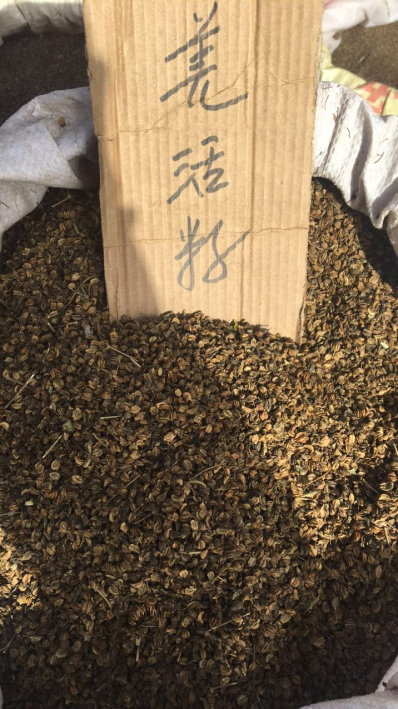 羌活种籽