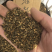 羌活种籽