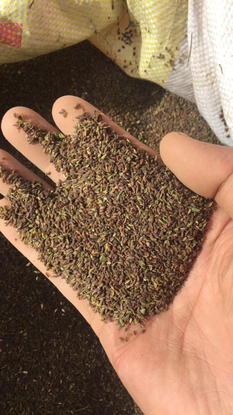 红柴胡种籽出苗率高的很