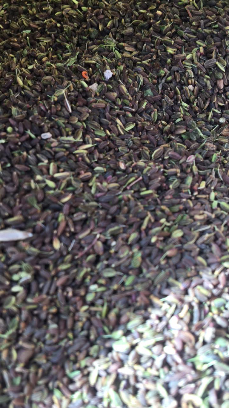 红柴胡种籽出苗率高的很