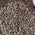 红柴胡种籽出苗率高的很