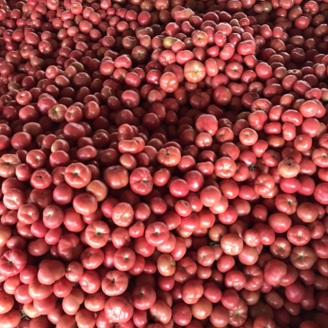 普罗旺斯西红柿沙瓤西红柿