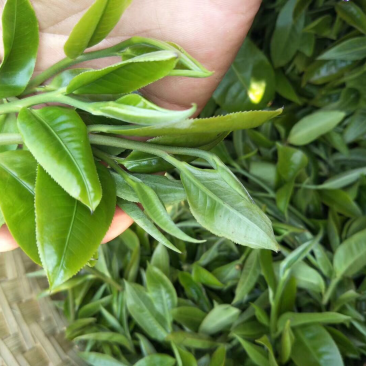 普洱茶