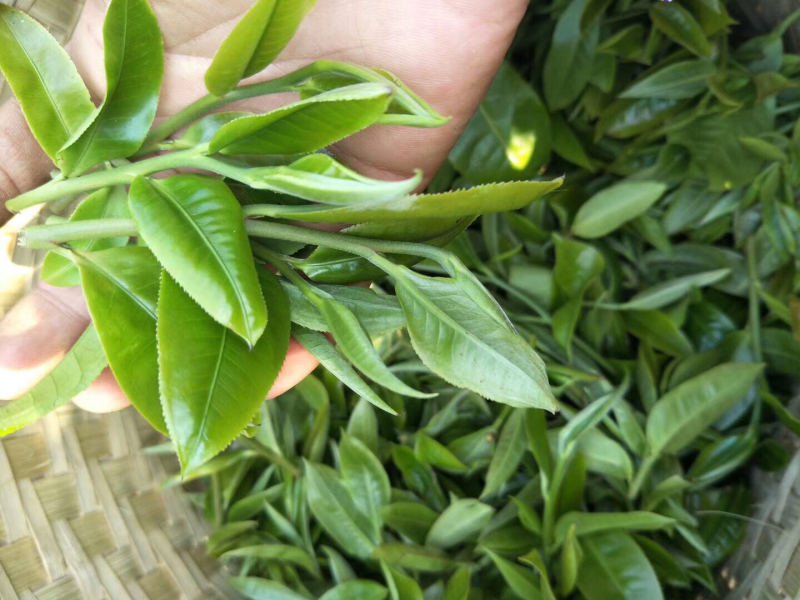 普洱茶