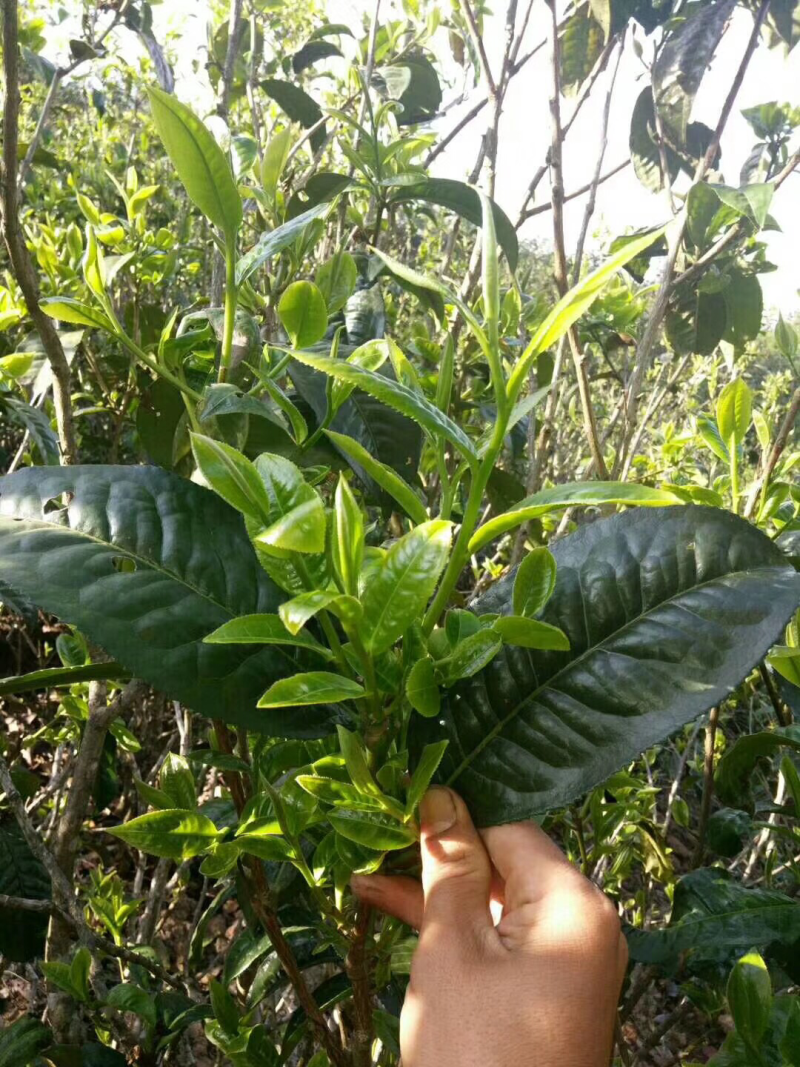 普洱茶