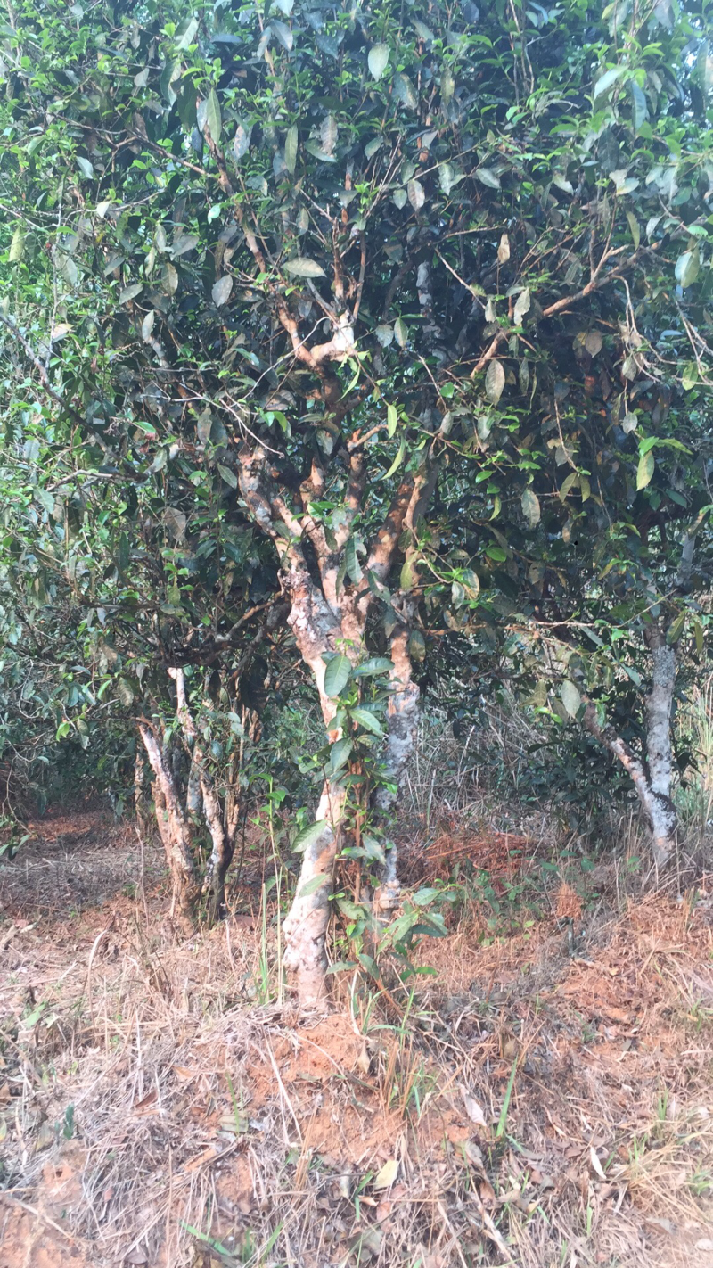 普洱茶