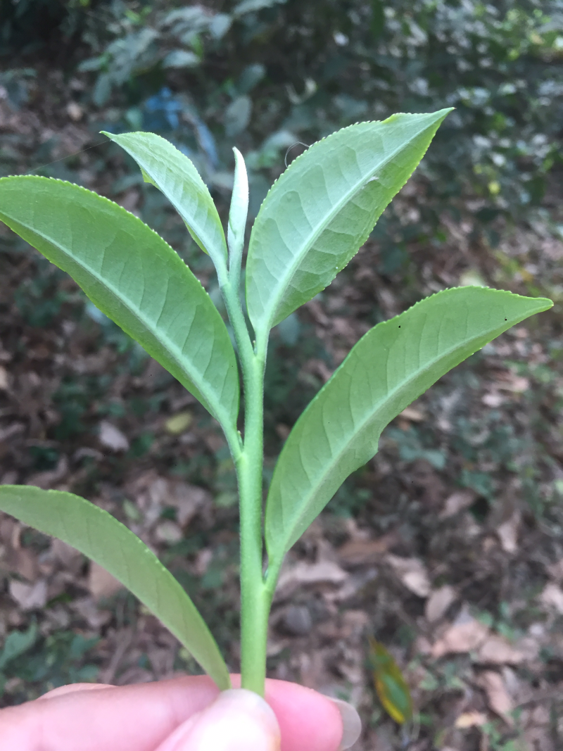 普洱茶