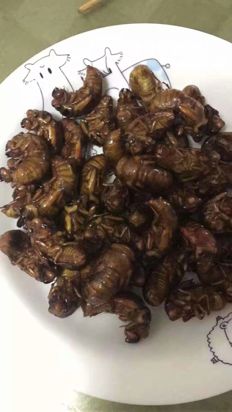 金蝉