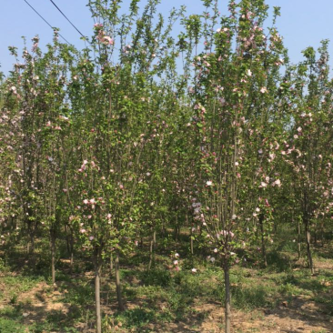 海棠苗