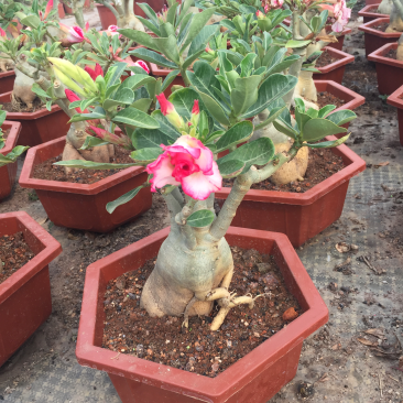 。沙漠玫瑰进口多肉植物花卉盆摘6颗装