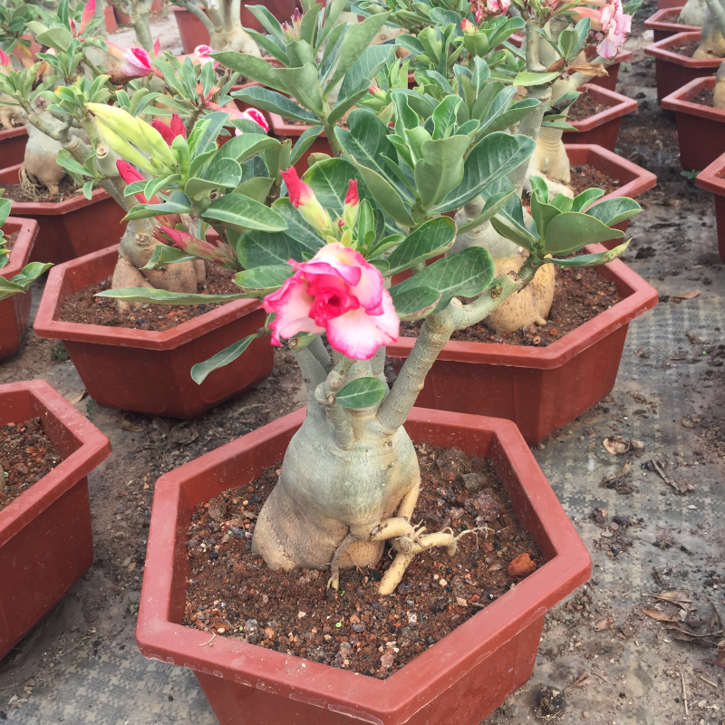 。沙漠玫瑰进口多肉植物花卉盆摘6颗装