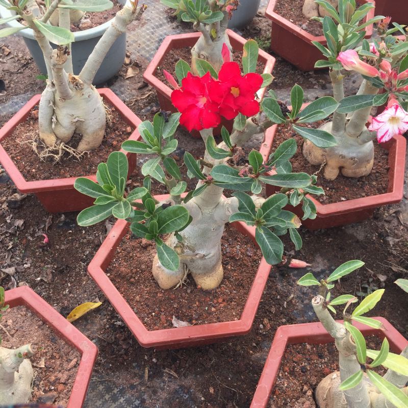 。沙漠玫瑰进口多肉植物花卉盆摘6颗装