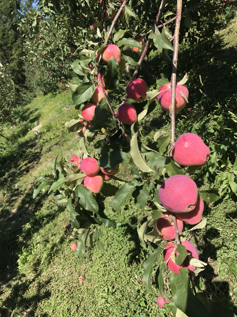 牛奶果树苗