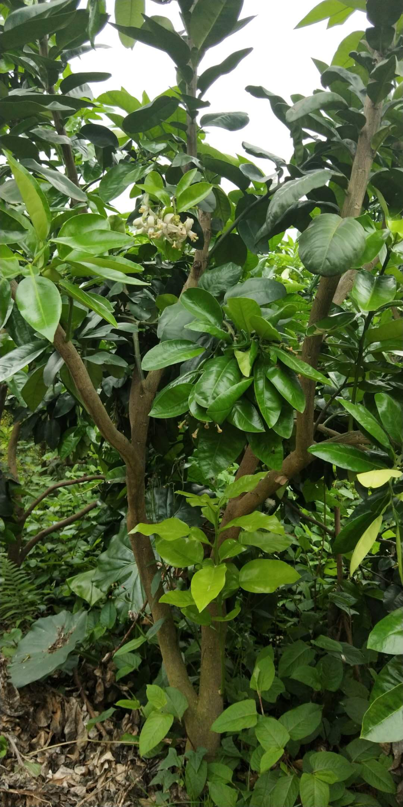 嫁接红心柚子苗二年苗