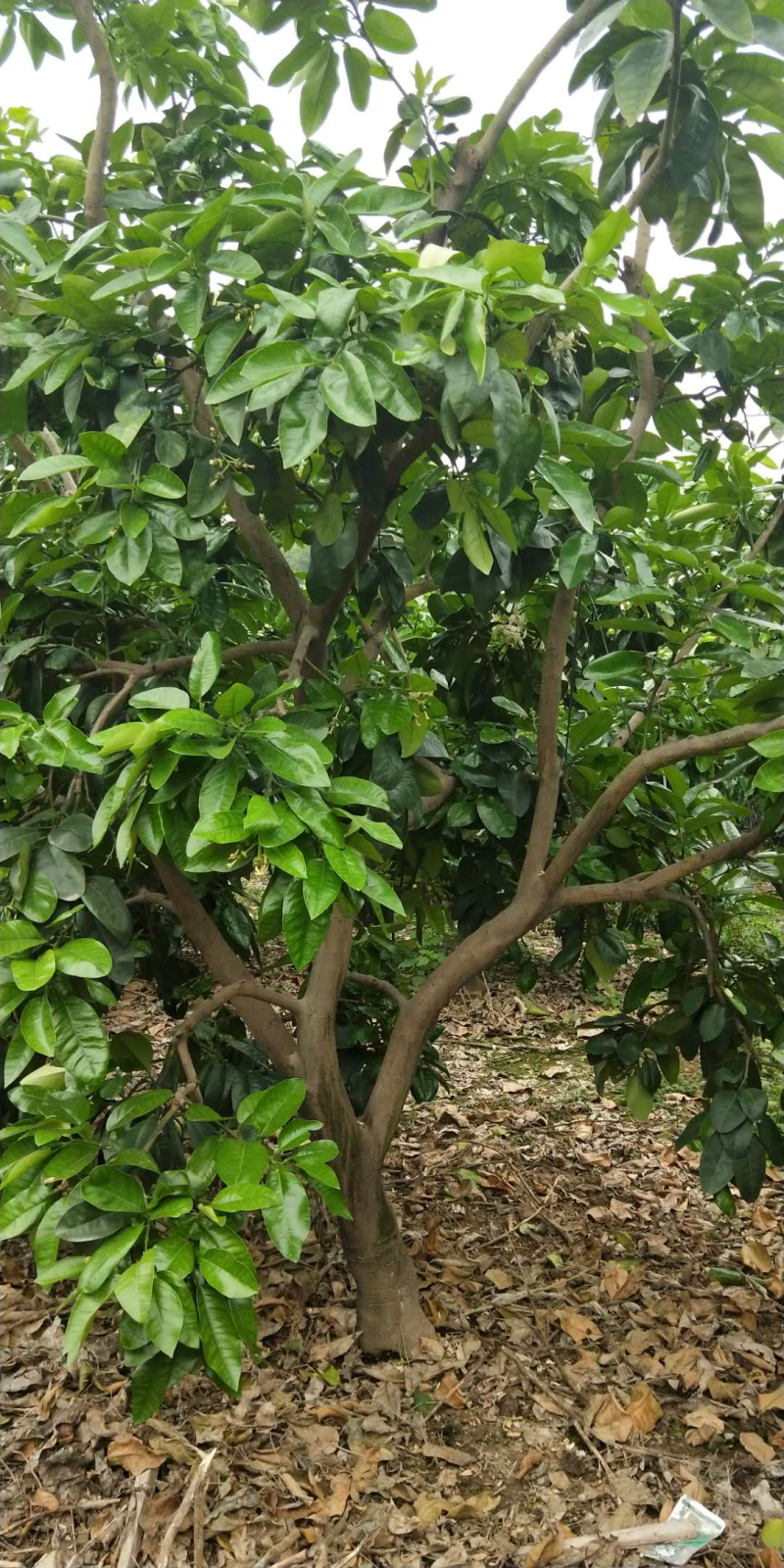嫁接红心柚子苗二年苗