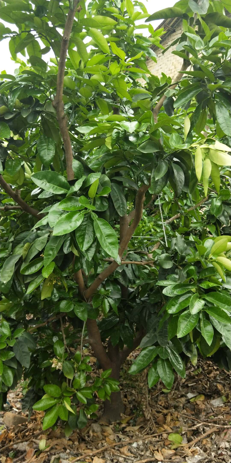 嫁接红心柚子苗二年苗