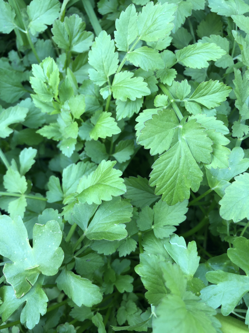 野生水芹菜