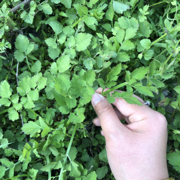 野生水芹菜