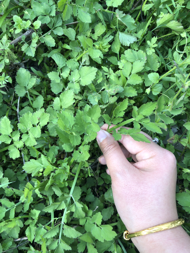 野生水芹菜