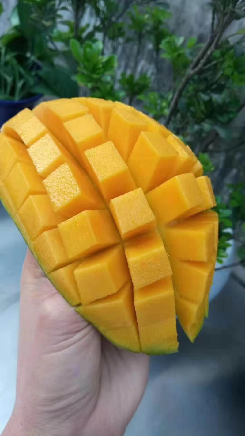越南一级大青芒支持电商微商一件代发
