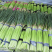精品红帽蒜苔60~70公分超市，市场，电商，冷库储存