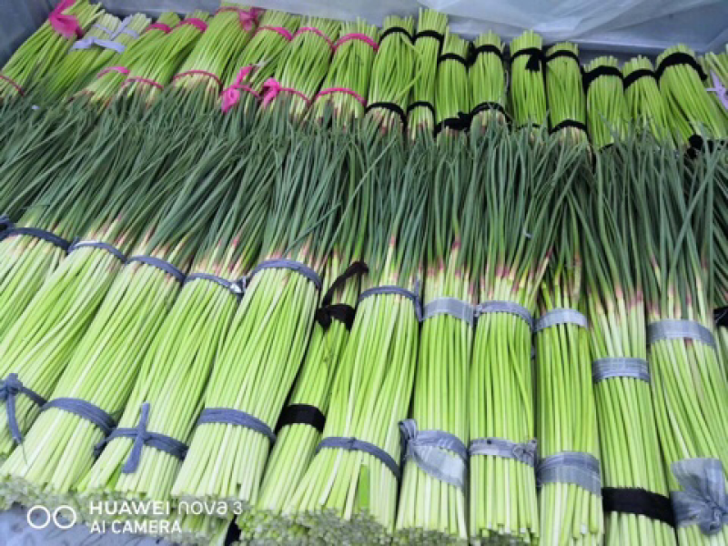 精品红帽蒜苔60~70公分超市，市场，电商，冷库储存