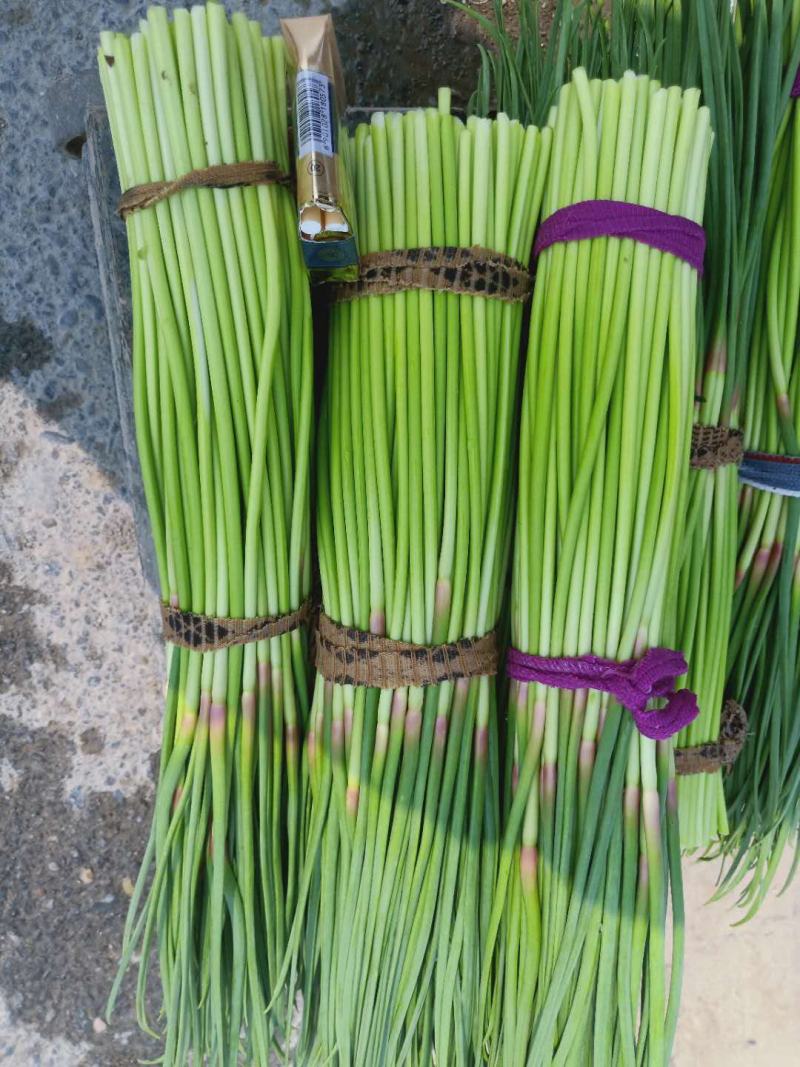 精品红帽蒜苔60~70公分超市，市场，电商，冷库储存