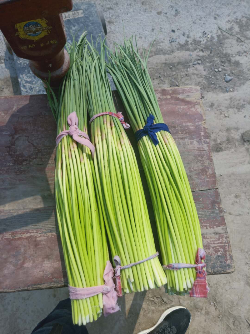 精品红帽蒜苔60~70公分超市，市场，电商，冷库储存