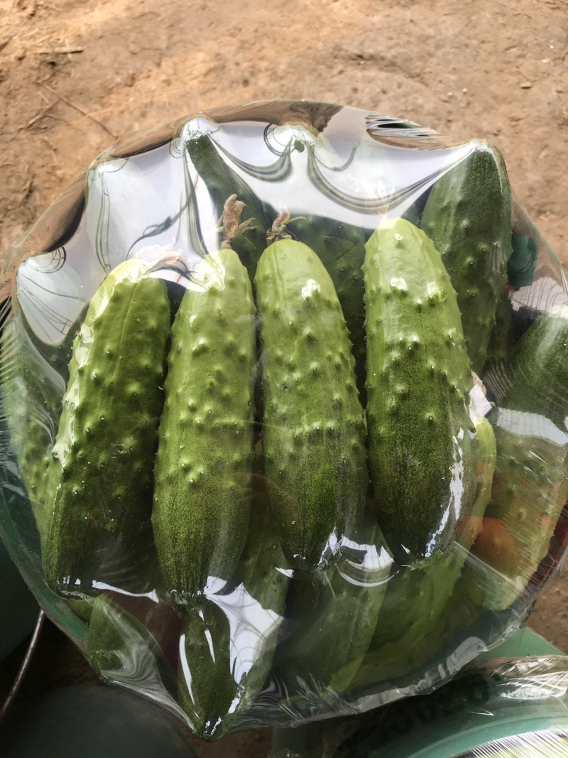 新鲜现采摘精品秋黄瓜