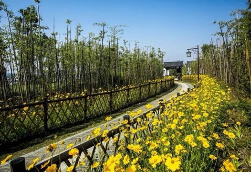 金鸡菊种子多年生宿根大花金鸡菊花籽四季易活景观花海色块花