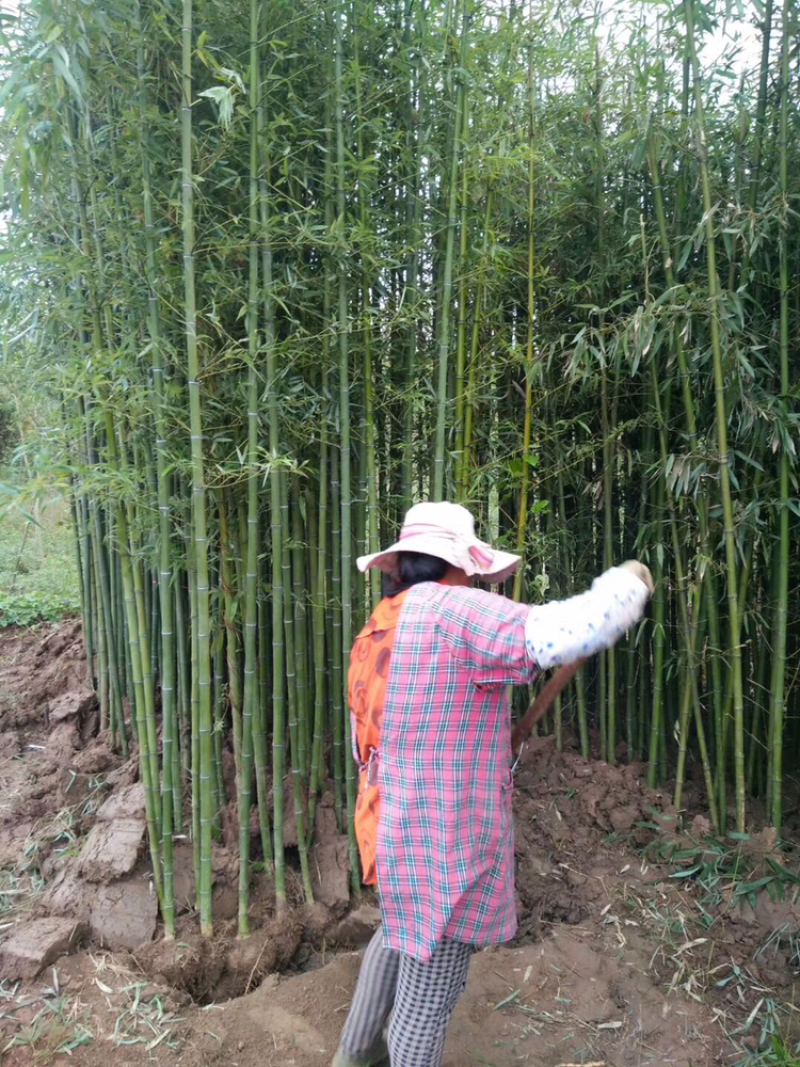 竹子苗庭院四季常青竹苗紫竹苗金镶玉竹罗汉竹毛竹黄金竹盆栽