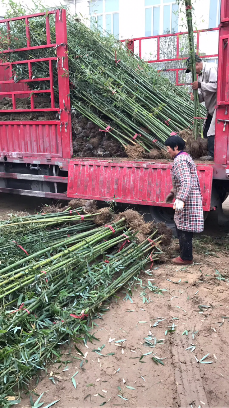 竹子苗庭院四季常青竹苗紫竹苗金镶玉竹罗汉竹毛竹黄金竹盆栽