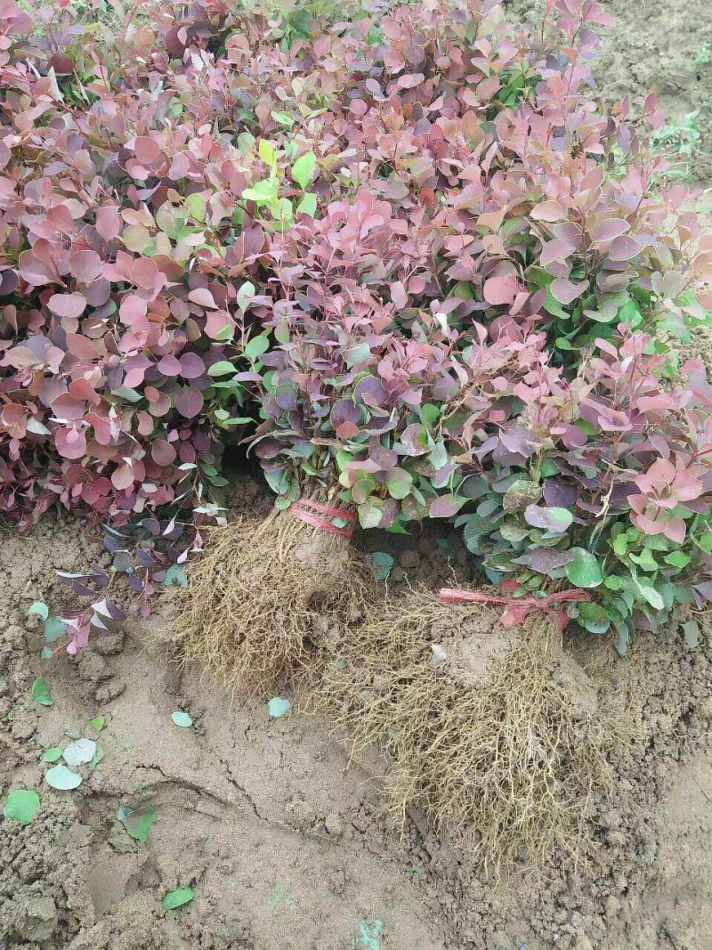 红叶小檗床苗100万供应