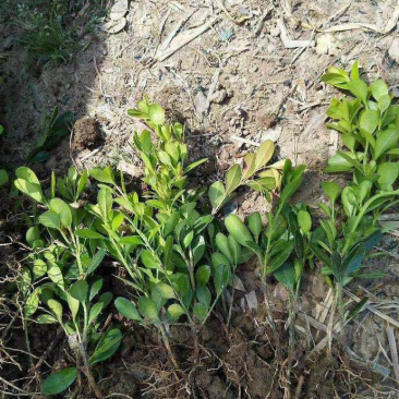 瓜子黄杨床苗、500万产地供应、
