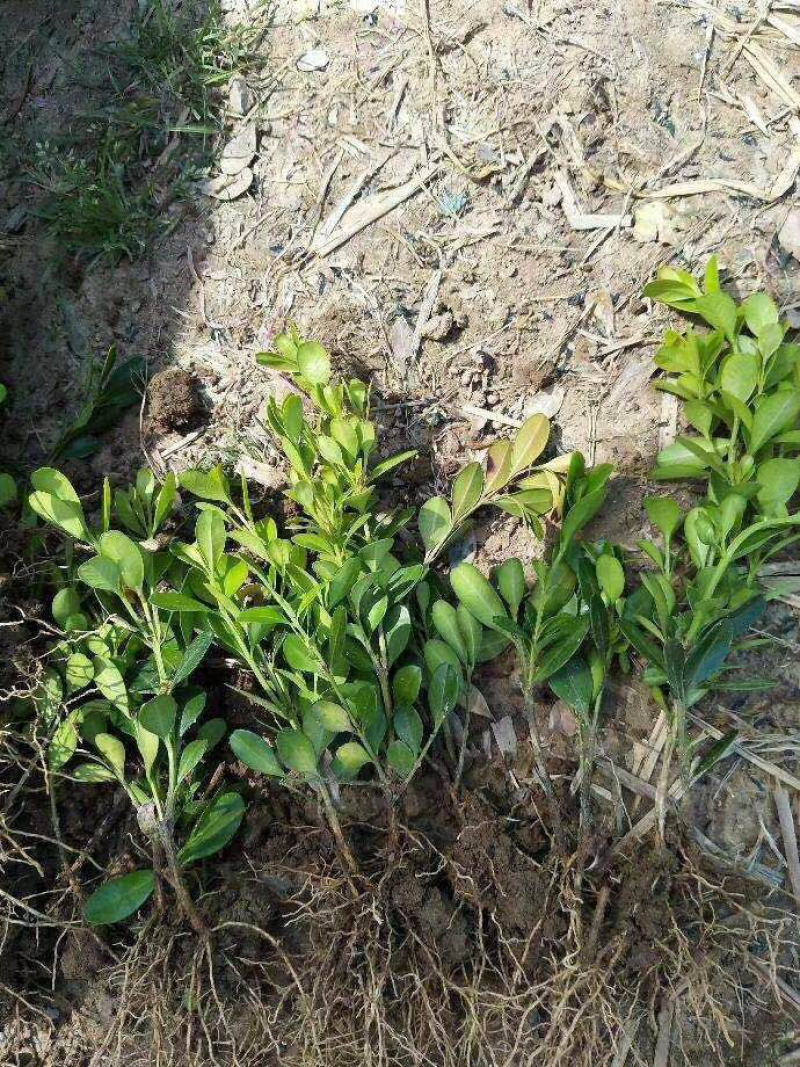 瓜子黄杨床苗、500万产地供应、
