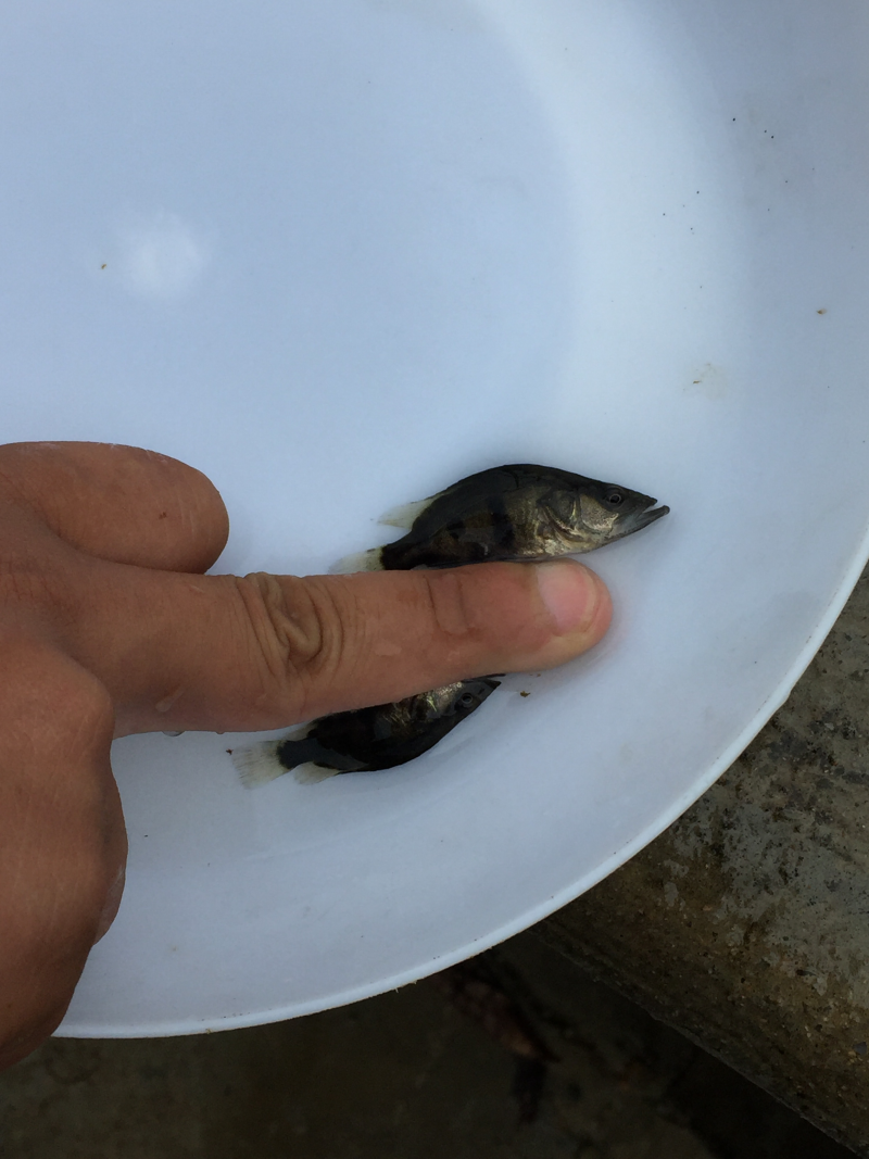 优选翘嘴桂花桂花鱼苗鳜鱼苗量大从优技术指导全国配送