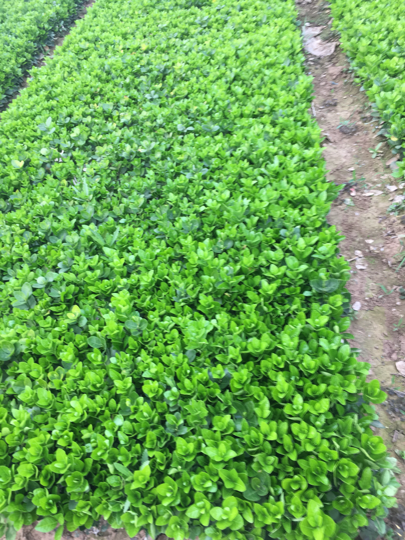 供应北海道床苗北海道小苗高度10-15公分左右