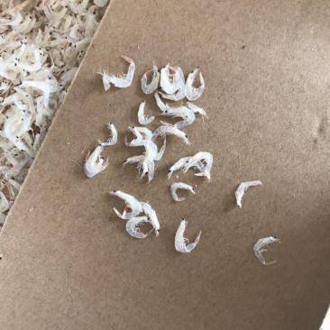 虾皮各种虾爬虾米都有可以合作
