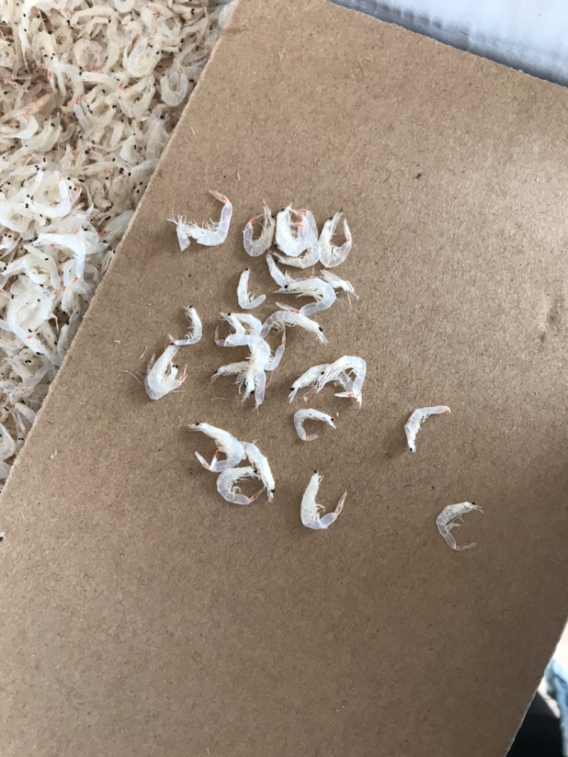 虾皮各种虾爬虾米都有可以合作