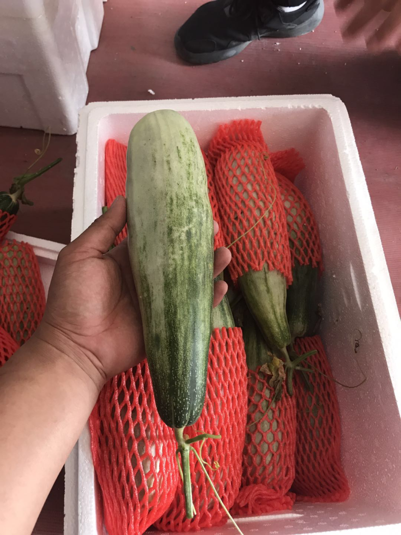 精品羊角蜜甜瓜