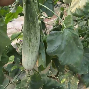 精品羊角蜜甜瓜