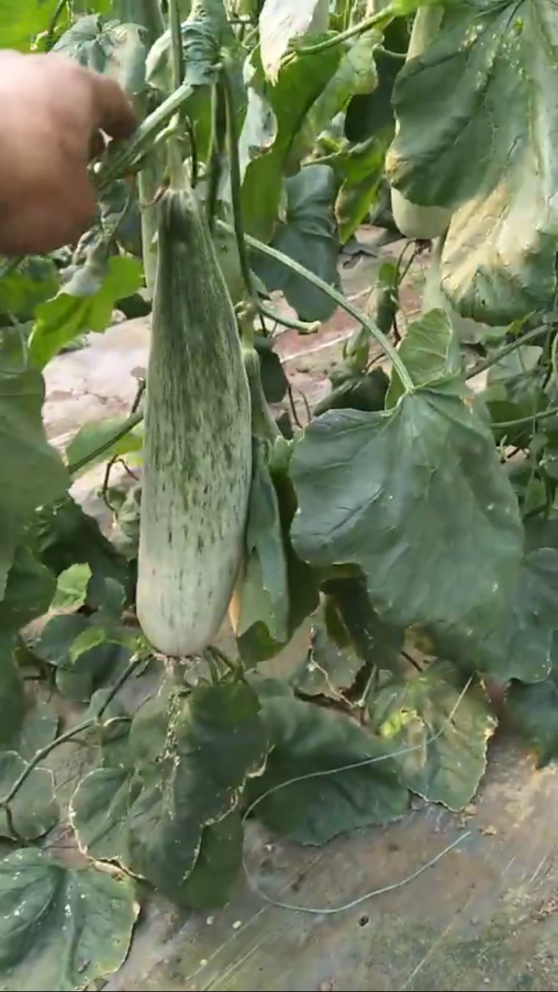 精品羊角蜜甜瓜