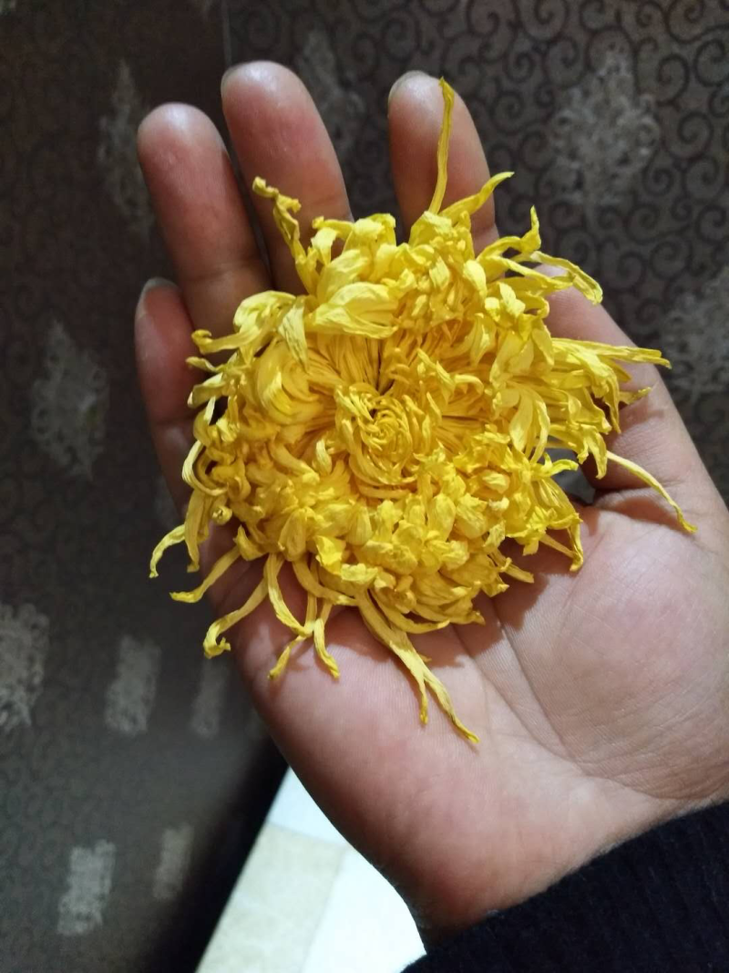 金丝皇菊扦插苗，大量有货