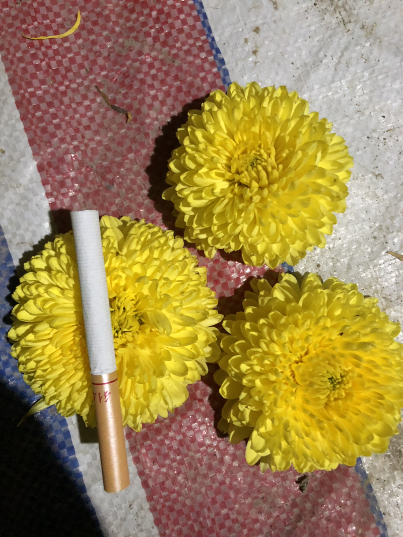 金丝皇菊扦插苗，大量有货