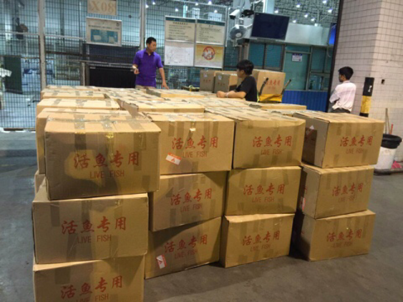 优质禾花鲤鱼苗稻田禾花鲤鱼苗
