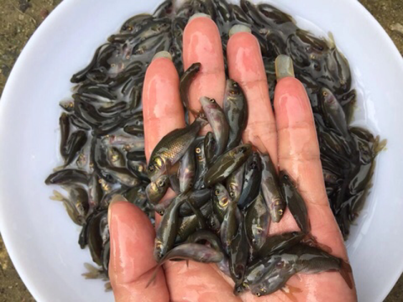 优质禾花鲤鱼苗稻田禾花鲤鱼苗
