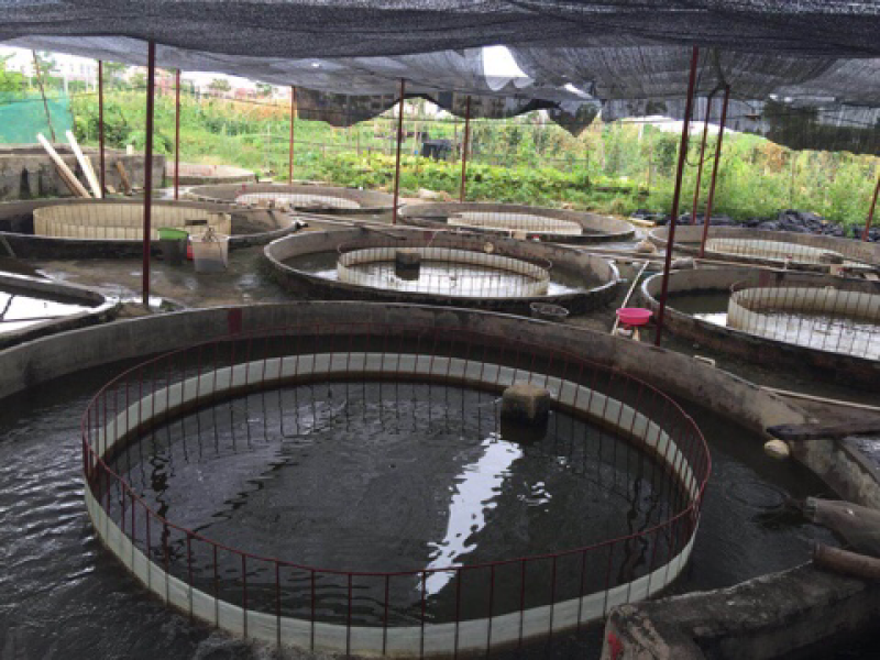优质禾花鲤鱼苗稻田禾花鲤鱼苗