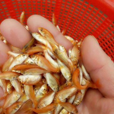 红鲤鱼苗兴国红鲤鱼苗优惠红鲤鱼苗质量好